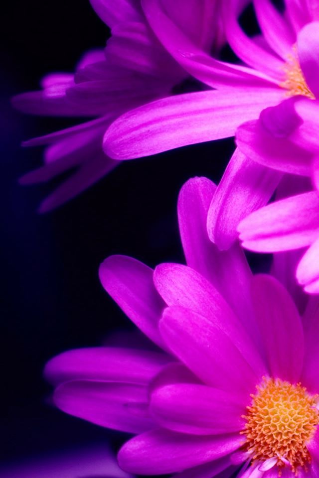 640x960 Purple Pink Daisy Flower Bouquet Macro - black iPhone 4s Wallpaper