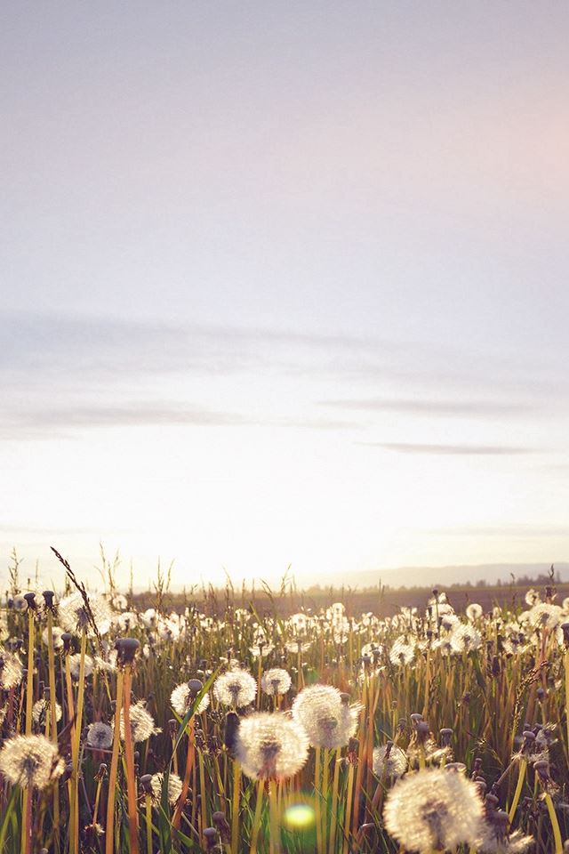 640x960 Nature Love Flower Flare Dandelion - black iPhone 4s Wallpaper