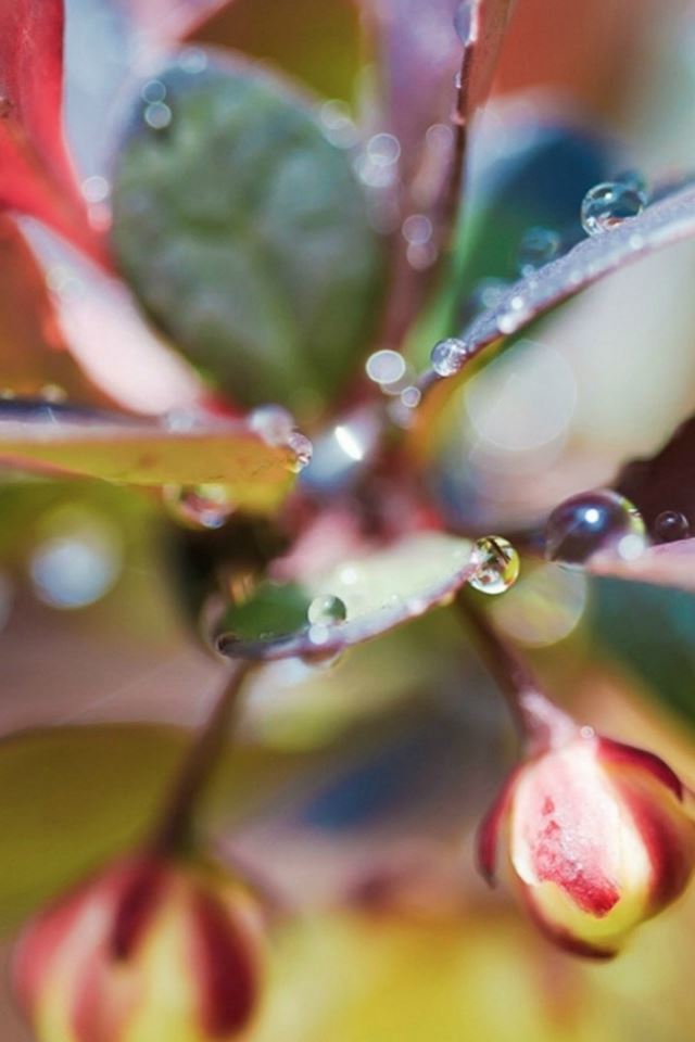 640x960 Dew Water Drop Flower Plant Branch - black iPhone 4s Wallpaper