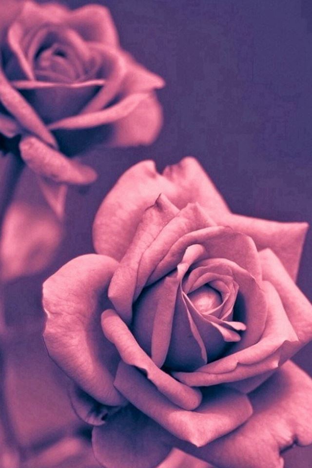 Beautiful Pink Rose Closeup iPhone 4s wallpaper 