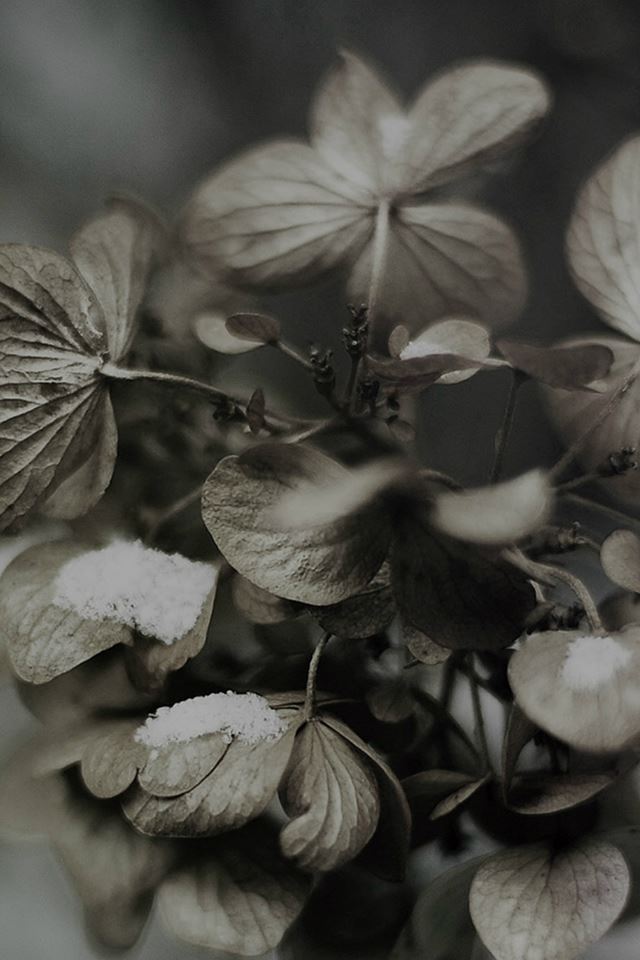640x960 Snow Flower Winter Bokeh Dark Nature - branch iPhone 4s Wallpaper