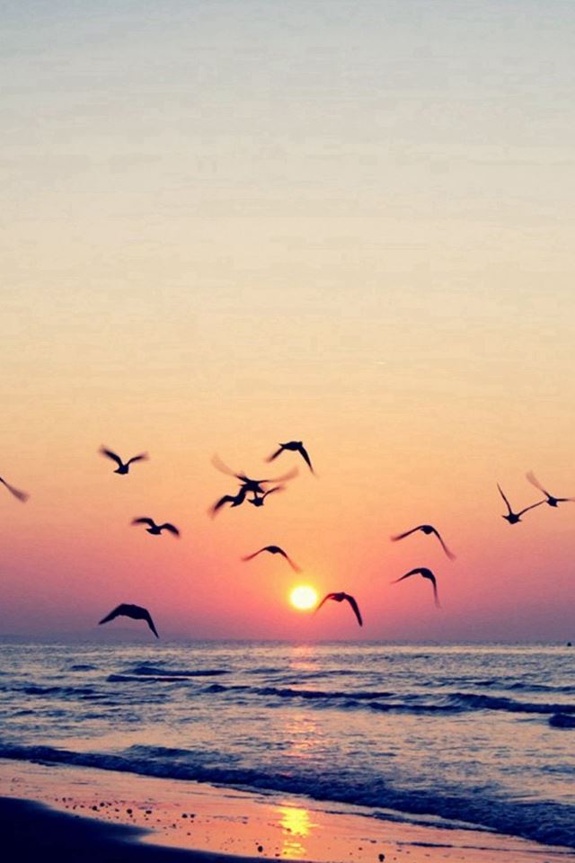 Twilight Coast Beach Ocean Wave Seagull Sunset iPhone 4s wallpaper 