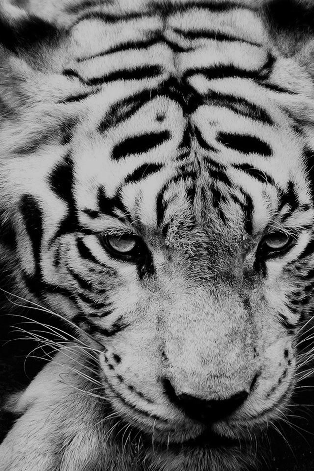White Siberian Tiger iPhone 4s wallpaper 