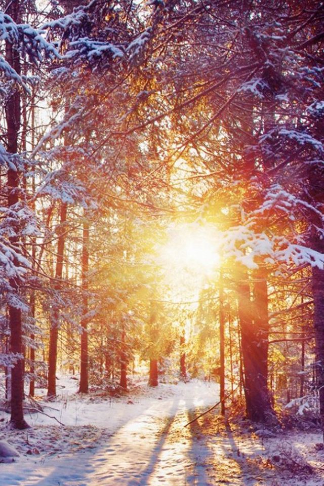 Winter Forest Dawn Landscape iPhone 4s Wallpapers Free ...