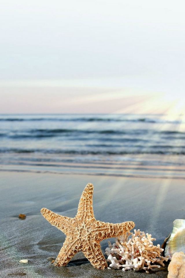640x960 Starfish Sun Waves Beach - black iPhone 4s Wallpaper