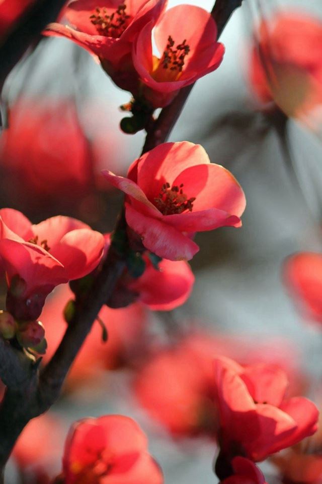 640x960 Red Cherry Tree Flowers - close up iPhone 4s Wallpaper