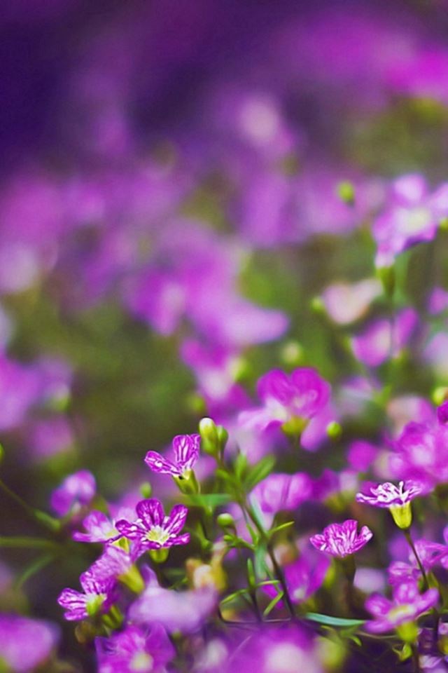 Nature Purple Flower Field Garden Bokeh View iPhone 4s Wallpapers Free  Download