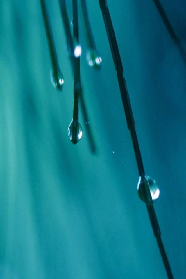 640x960 Grass Threads Water Drops - grass iPhone 4s Wallpaper