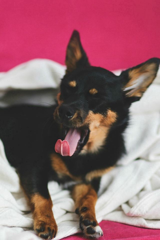 640x960 Love Dog Yawn Cute Animal - pet iPhone 4s Wallpaper