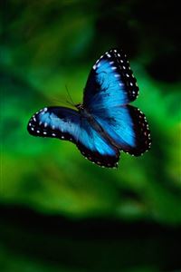 Blue Butterfly wallpaper