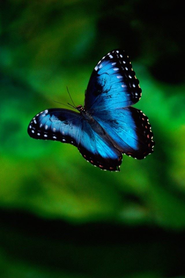 640x960 Blue Butterfly - wild iPhone 4s Wallpaper