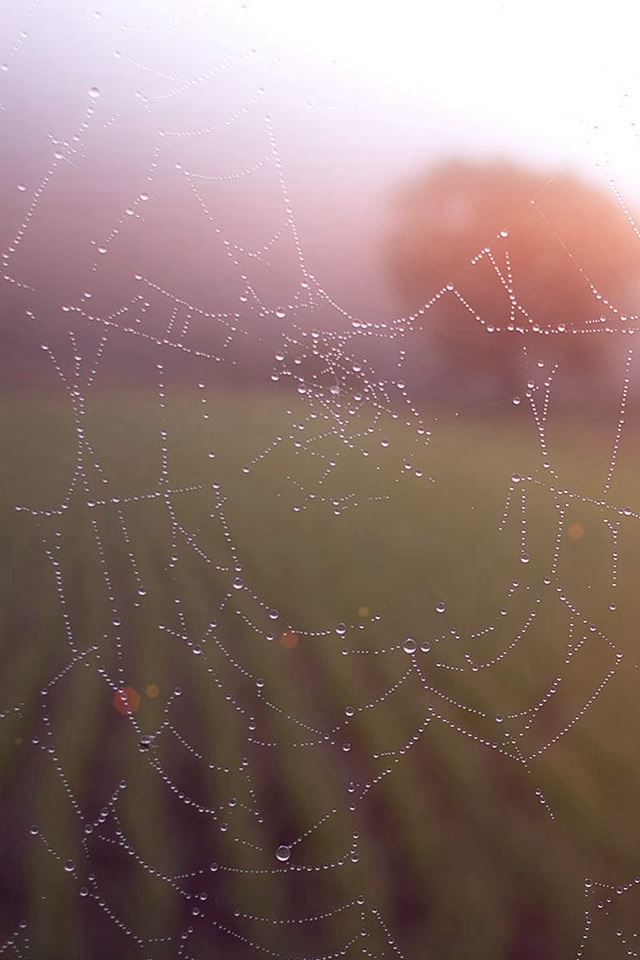 Morning Dew Spider Web Rain Water Nature Flare iPhone 4s wallpaper 
