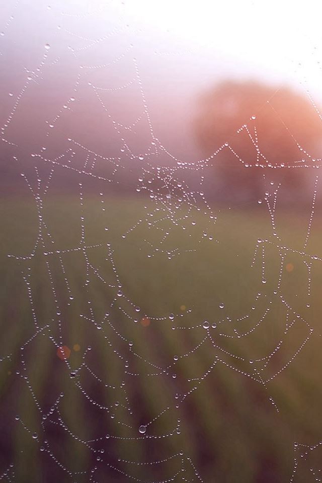 640x960 Morning Dew Spider Web Rain Water Nature Flare - spider iPhone 4s Wallpaper