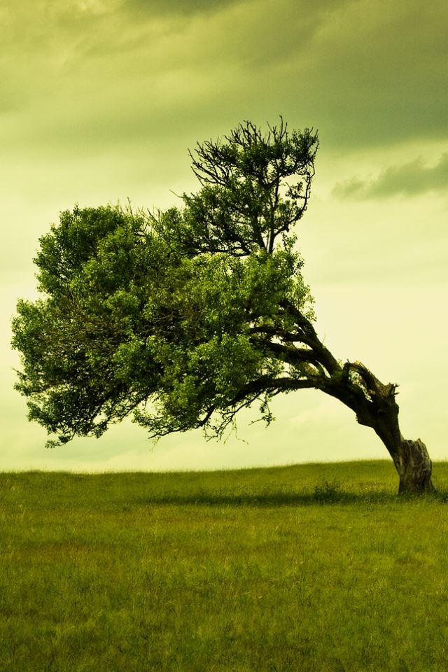 640x960 Windy Tree -  iPhone 4s Wallpaper