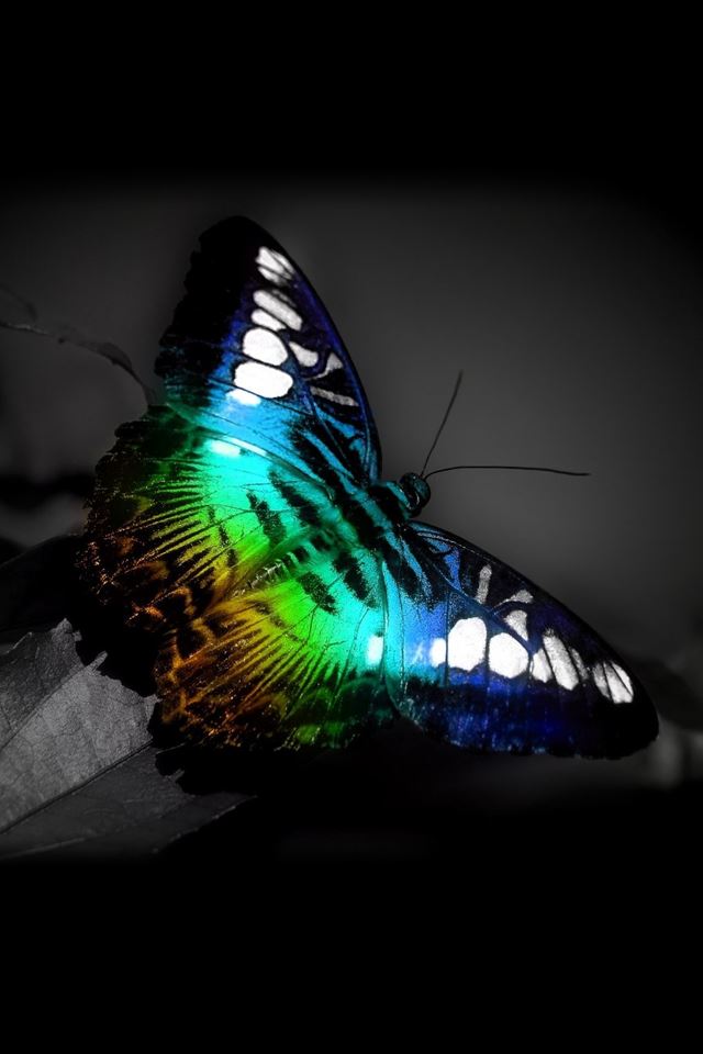 640x960 Butterfly - colours iPhone 4s Wallpaper