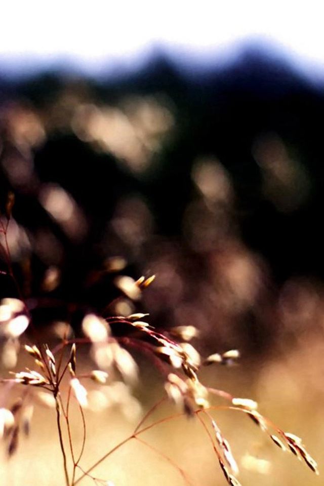 640x960 Wheat Branch Plant Bokeh Blur - flare iPhone 4s Wallpaper