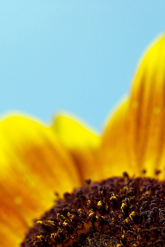 640x960 Sunflower Closeup - flowers iPhone 4s Wallpaper