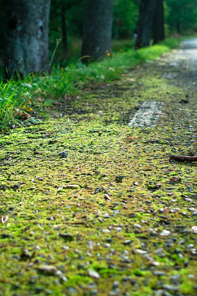 640x960 Grassy Pathway - nature iPhone 4s Wallpaper