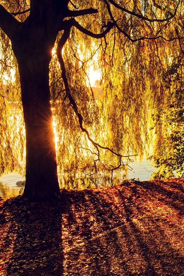 640x960 Morning Lake Tree Sunshine Nature - orange iPhone 4s Wallpaper
