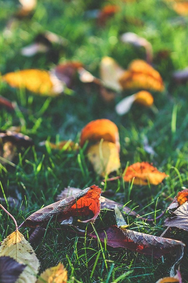 640x960 Fall Leaf Nature Green Backyard - leaf iPhone 4s Wallpaper