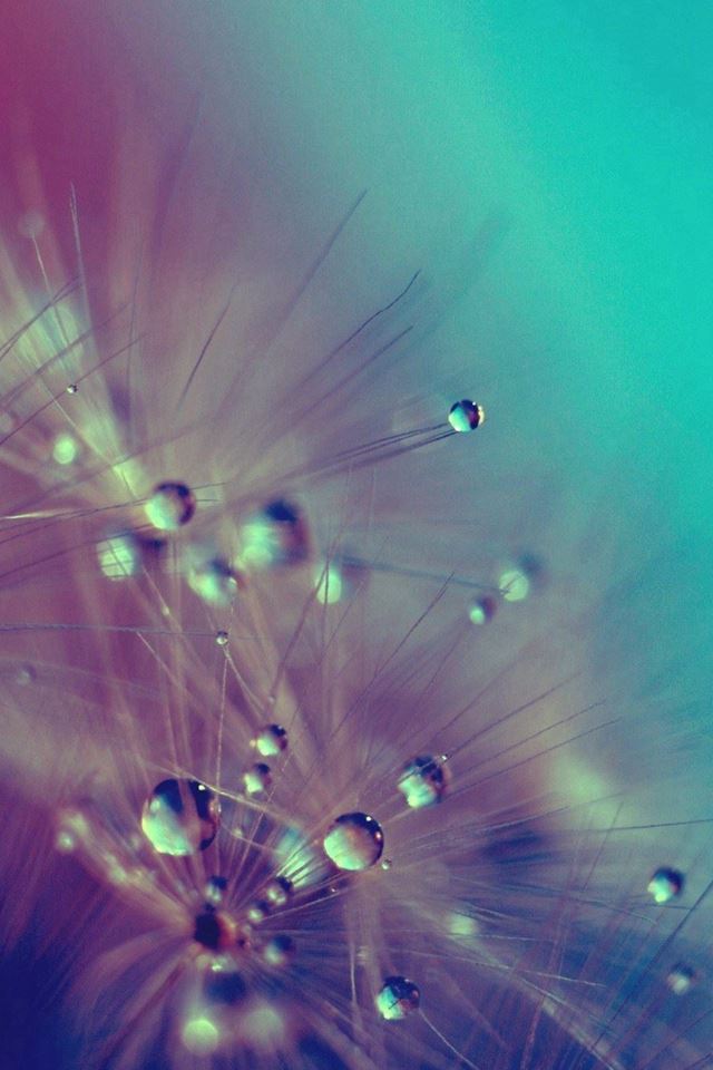 640x960 Dandelion Water Drops Closeup - droplet iPhone 4s Wallpaper
