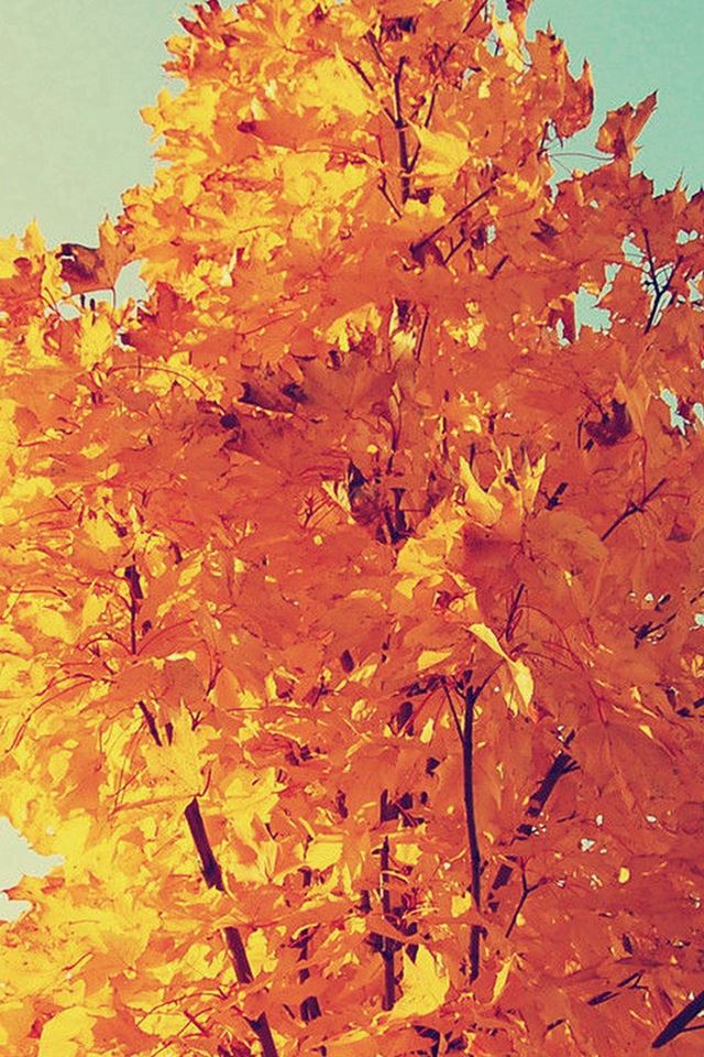 640x960 Colorful Autumn Tree Leave - colorful iPhone 4s Wallpaper