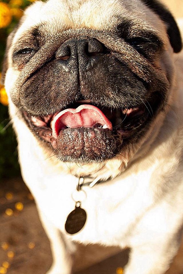 640x960 Cute Pug Dog Laughing - puppy iPhone 4s Wallpaper