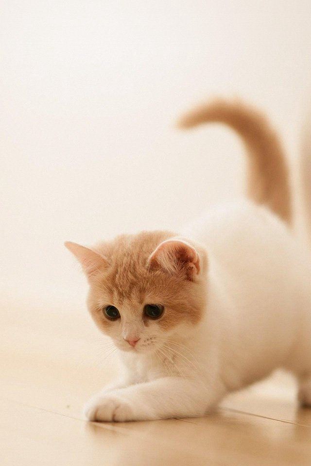 640x960 Cute Cat Kitten Animal - kitten iPhone 4s Wallpaper