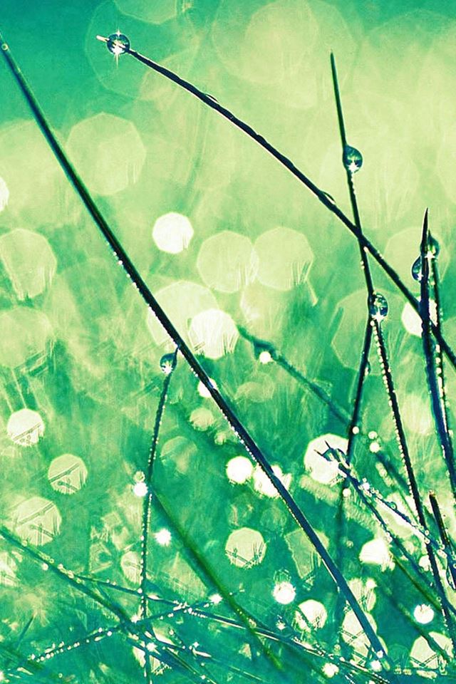 640x960 Grass Dew Greener Leaf - grass iPhone 4s Wallpaper