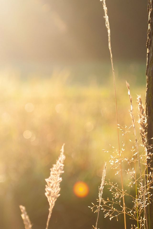 640x960 Sunshie Field Tree Light Flare Weed - flare iPhone 4s Wallpaper