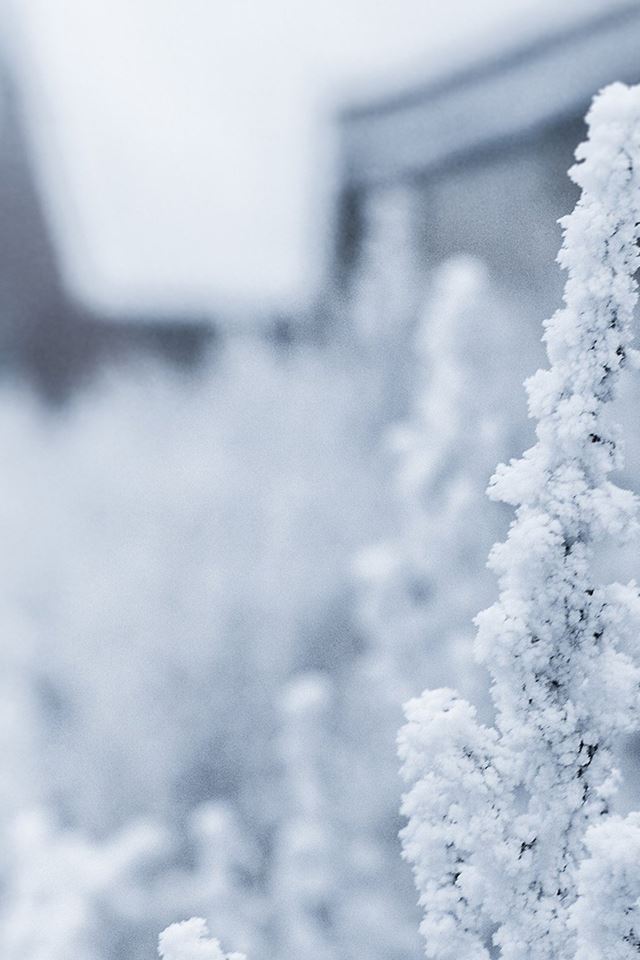 640x960 Snow White Winter Flower - branch iPhone 4s Wallpaper
