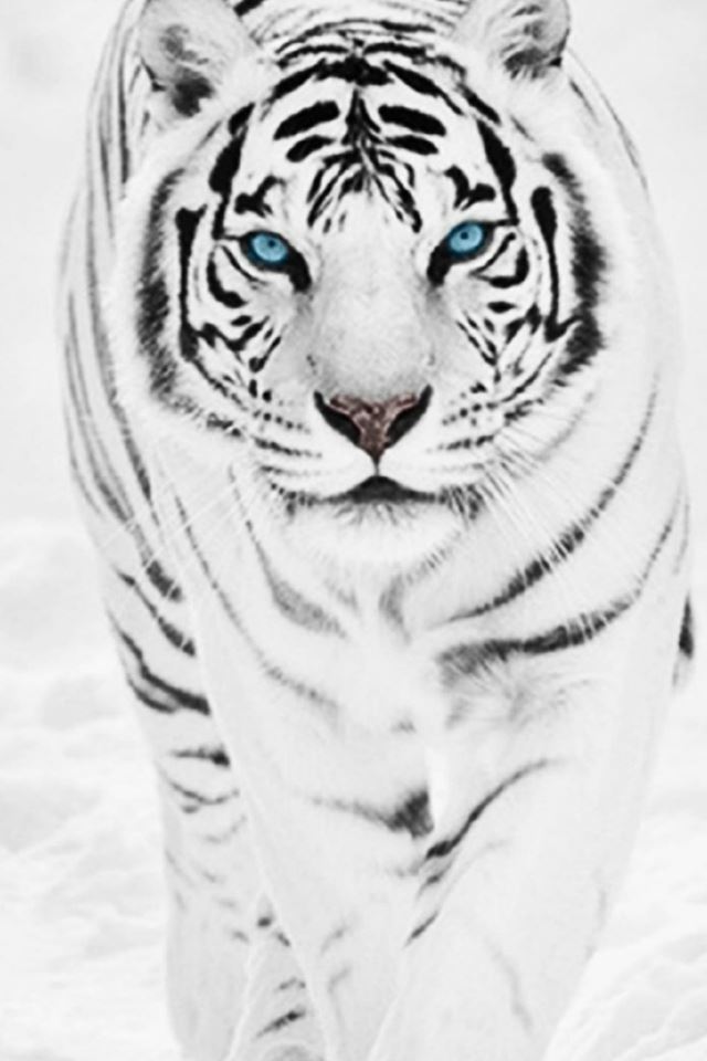 640x960 White Wild Tiger Animal Retina - tiger iPhone 4s Wallpaper