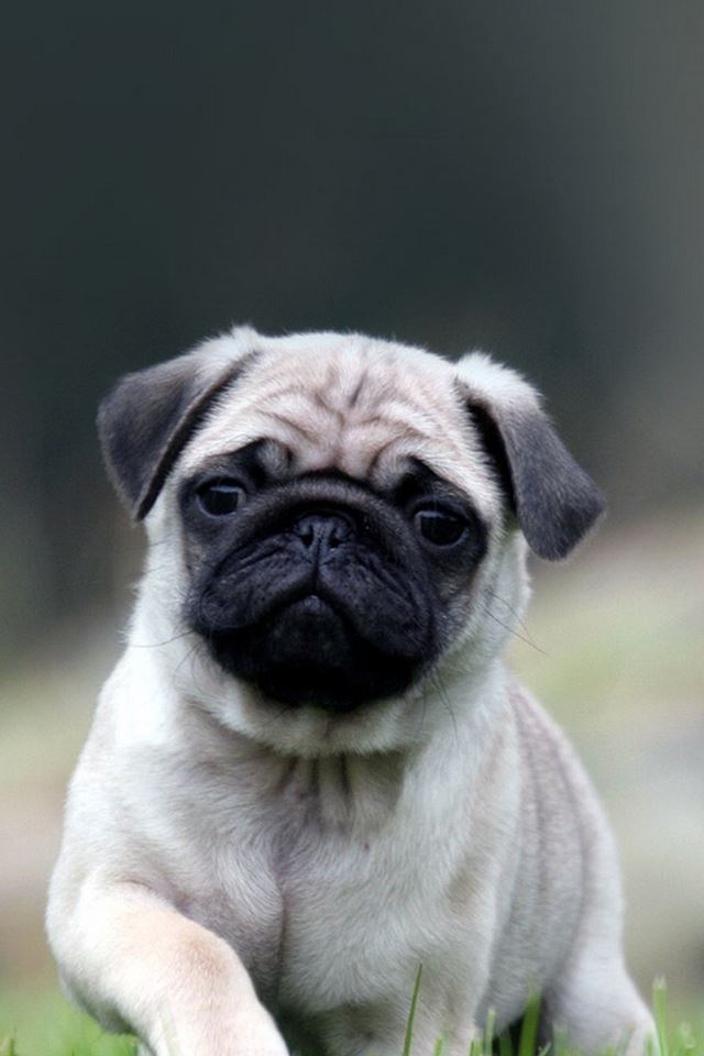 Cute Pug Dog In Grass iPhone 4s wallpaper 