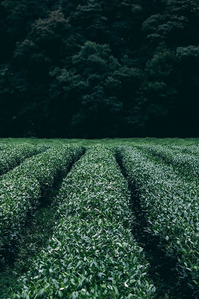 640x960 Farm Green Nature Flower Leaf Tree - leaf iPhone 4s Wallpaper