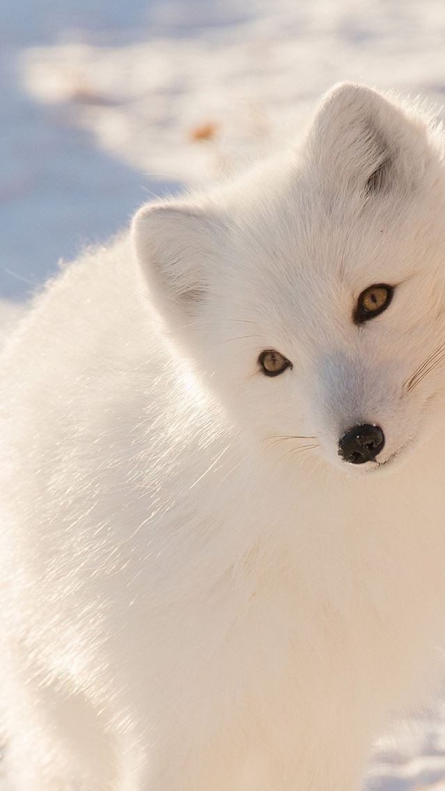 640x1136 Winter Animal Fox White - animal iPhone 4s Wallpaper