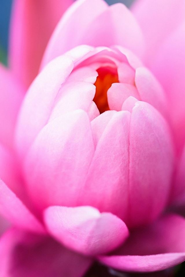 Pink Water Lily iPhone 4s wallpaper 