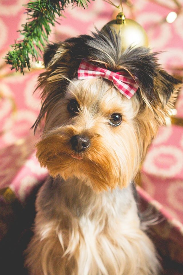 640x960 Cute Puppy Christmas Present - box iPhone 4s Wallpaper