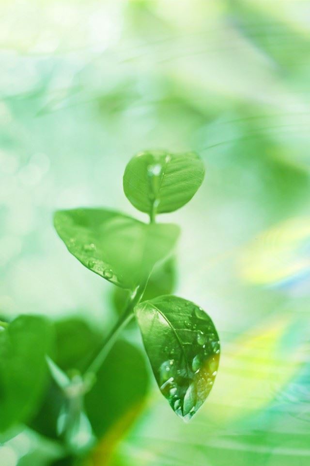 640x960 Closeup Leaves - pure iPhone 4s Wallpaper