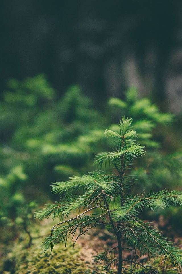640x960 Green Moss Flower Nature - cyan iPhone 4s Wallpaper
