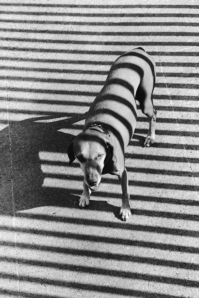 640x960 Hot Dog Bw Dark Pohotography Art Nature - bw iPhone 4s Wallpaper