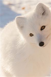 Winter Animal Fox White wallpaper