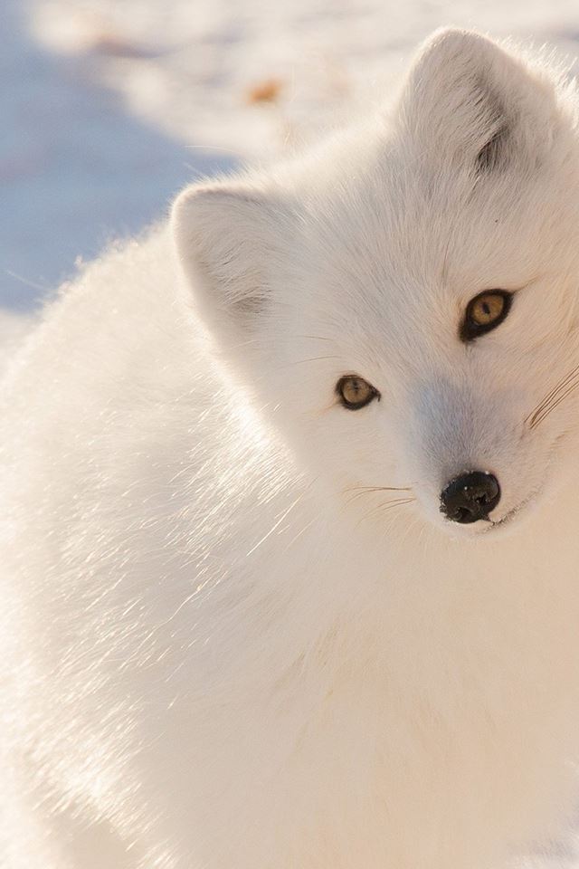 640x960 Winter Animal Fox White - lovely iPhone 4s Wallpaper
