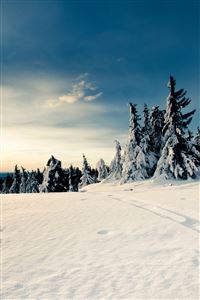 Winter Forest wallpaper