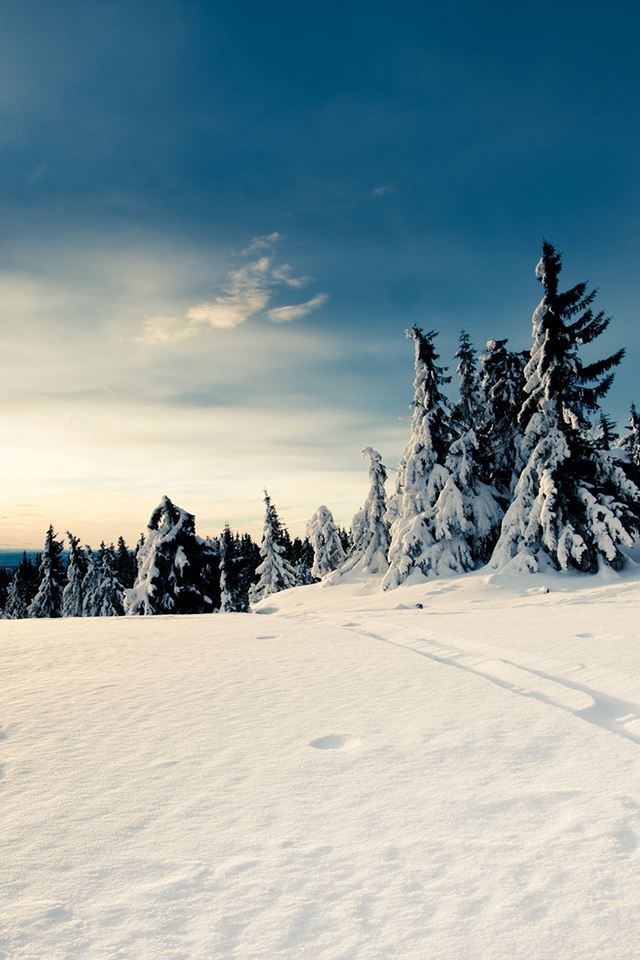 640x960 Winter Forest - trees iPhone 4s Wallpaper