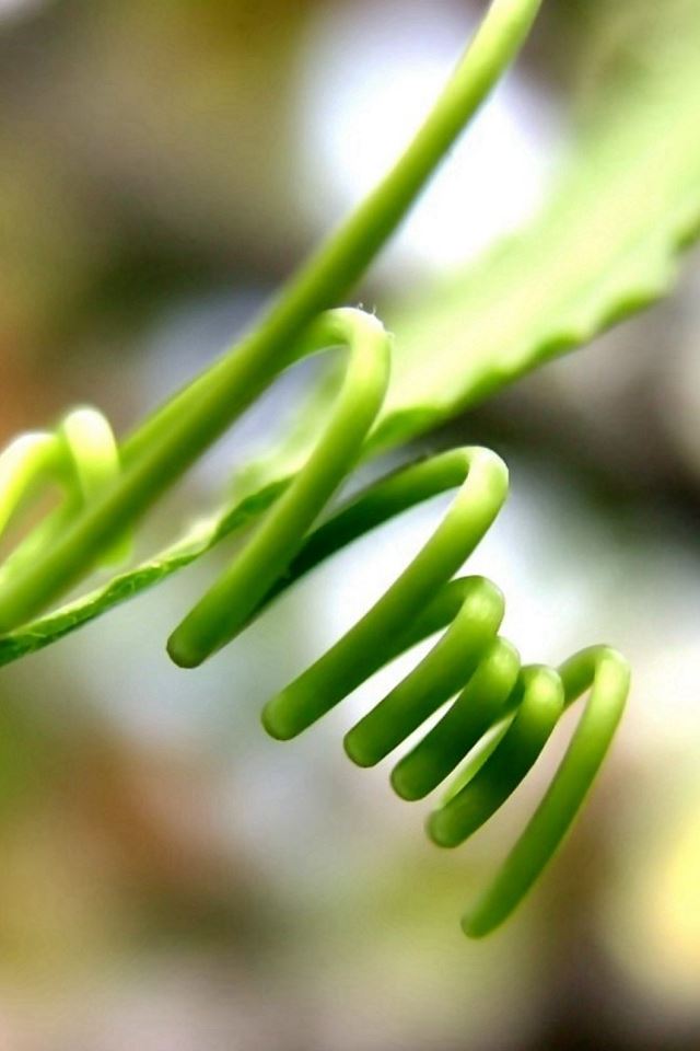 640x960 Grass Curly Black Macro - leaf iPhone 4s Wallpaper