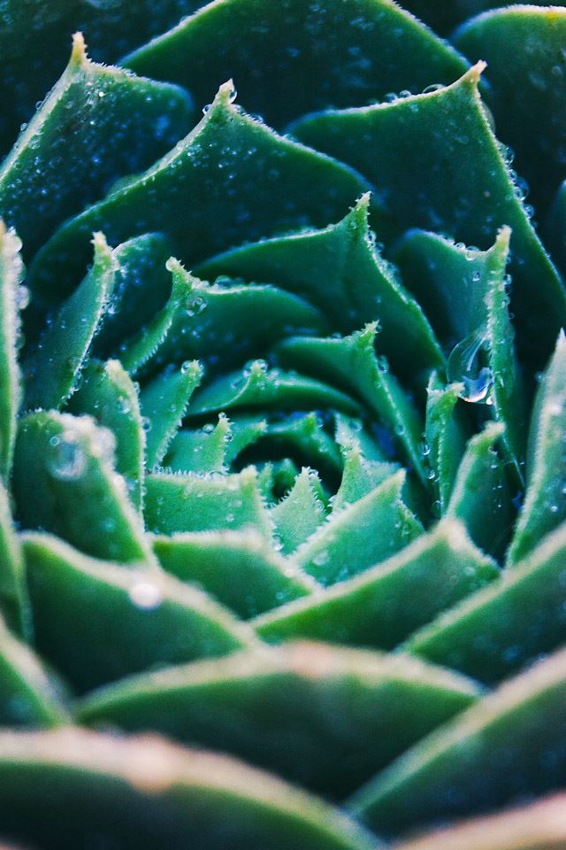 640x960 Green Echeveria Blooming Closeup - closeup iPhone 4s Wallpaper
