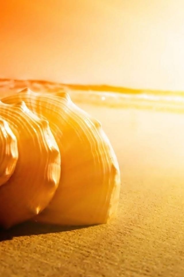 640x960 Nature Beach Sea Shell Oceans - beach iPhone 4s Wallpaper