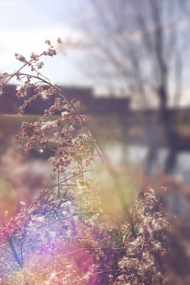 640x960 Sad Day Flower Nature Flare - orange iPhone 4s Wallpaper