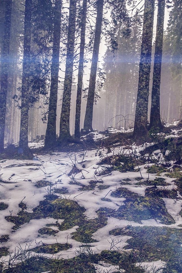 640x960 Mountain Snow Woods Nature Blue Flare - trees iPhone 4s Wallpaper