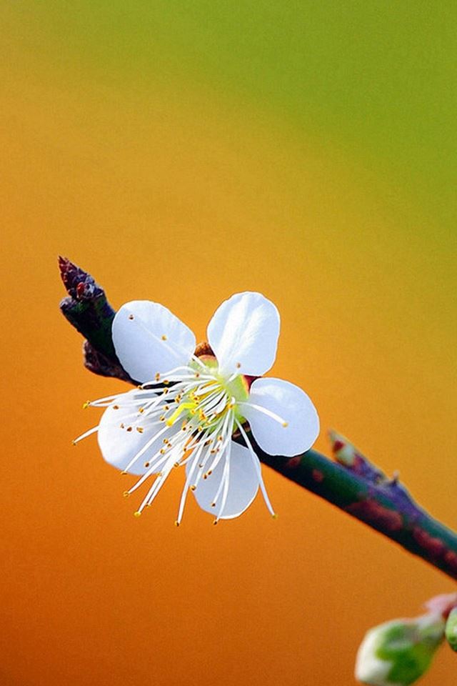 640x960 Pretty Plum Flower Spring Scene - spring iPhone 4s Wallpaper